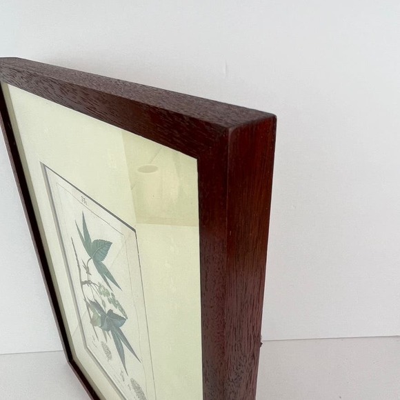 Botanical Print Artwork by Lambert J. Sculpt Professionally Framed and Matted - Picture 4 of 5